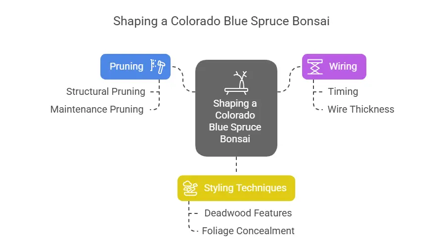 Shaping a Colorado Blue Spruce Bonsai