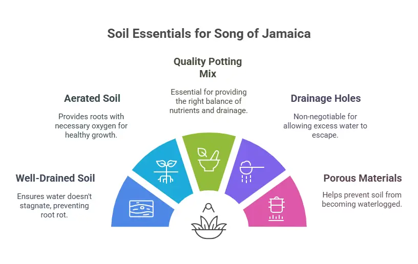 Soil Essentials for Song of Jamaica Plant