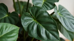 Unlocking the Secret to Healthy Alocasia Scalprum Leaves 5 Essential Care Tips