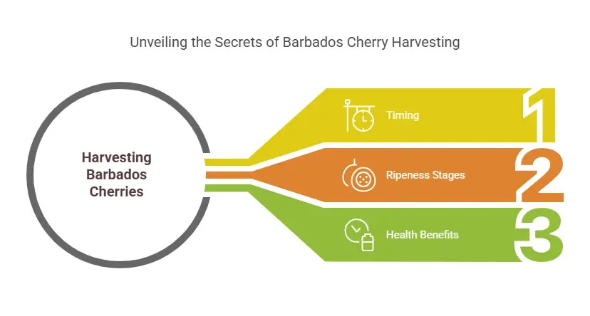 Unveiling the Secrets of Cherry Barbados Tree Harvesting