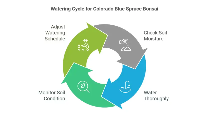 Watering Cycle for Colorado Blue Spruce Bonsai