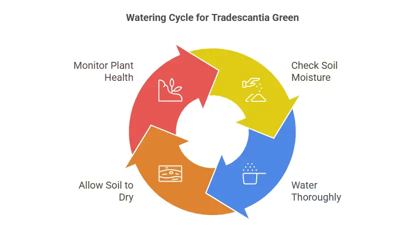 Watering Cycle for Tradescantia Green