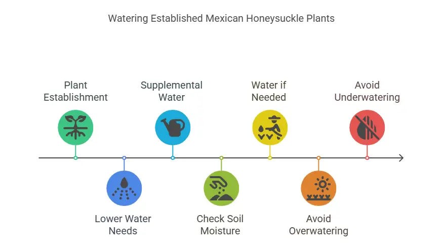 Watering Established Mexican Honeysuckle Plants