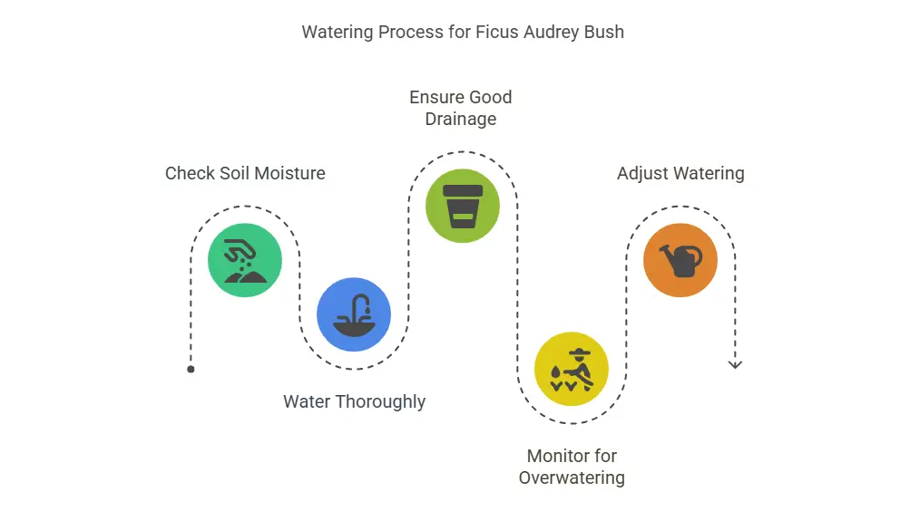 Watering Process for Ficus Audrey Bush