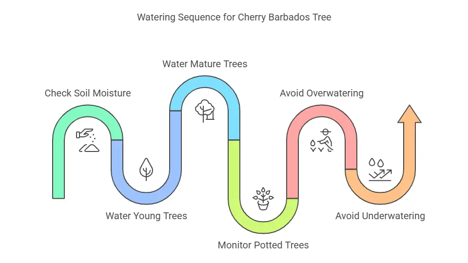 Watering Sequence for Cherry Barbados Tree