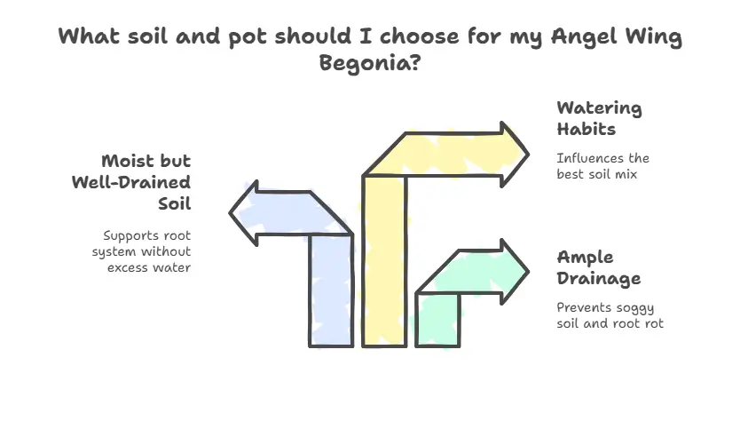What soil and pot should I choose for my Angel Wing Begonia Plant