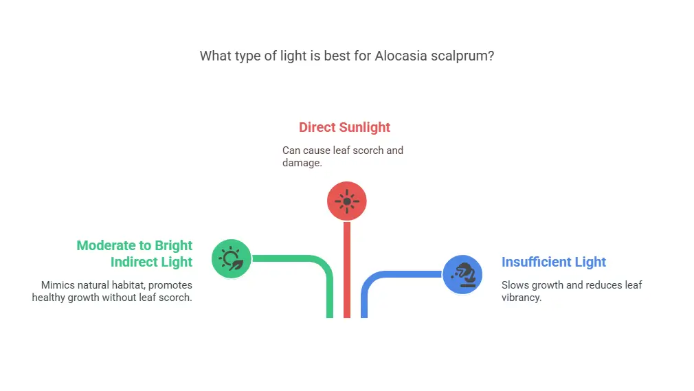 What type of light is best for Alocasia scalprum