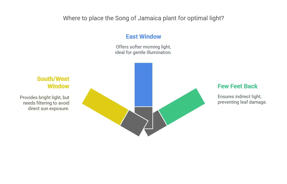 Where to place the Song of Jamaica plant for optimal light