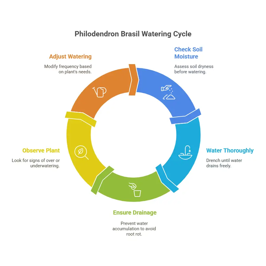 brasil philodendron Watering Cycle