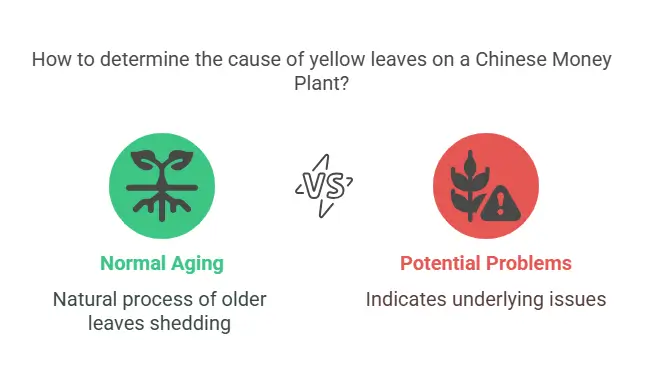 chinese money plant yellow leaves