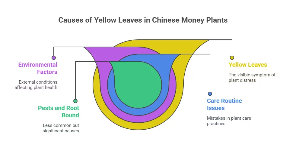 chinese money plant yellow leaves