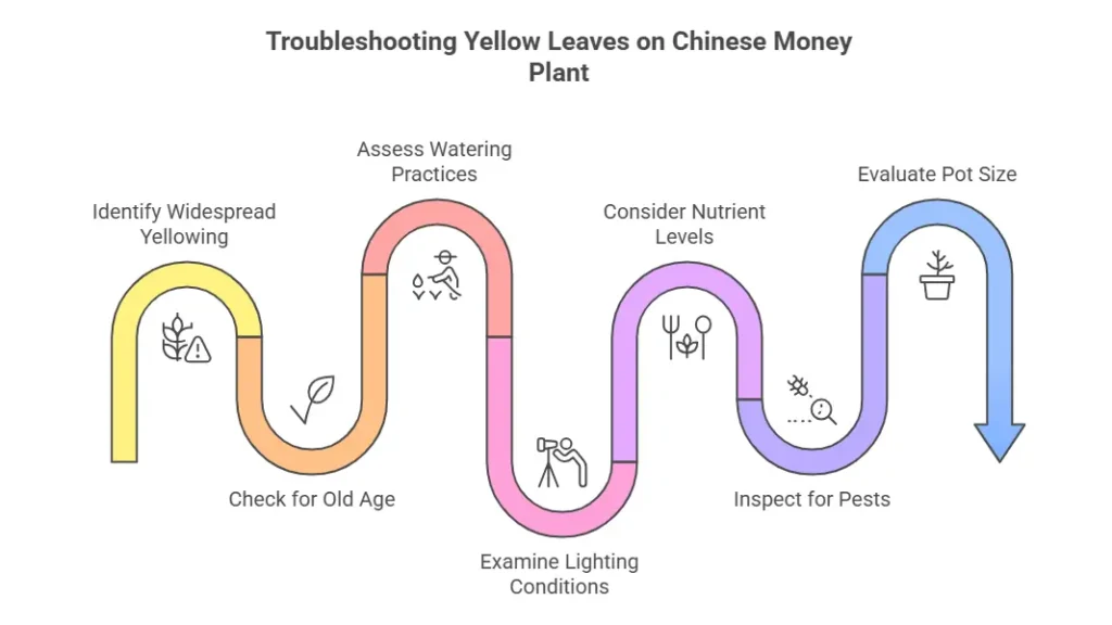 chinese money plant yellow leaves