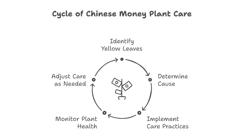 chinese money plant yellow leaves