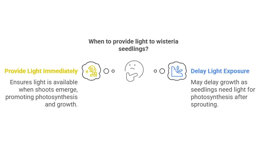 growing wisteria from seed