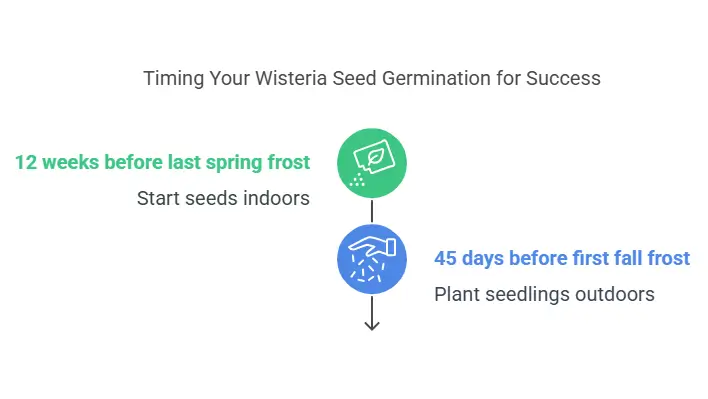growing wisteria from seed