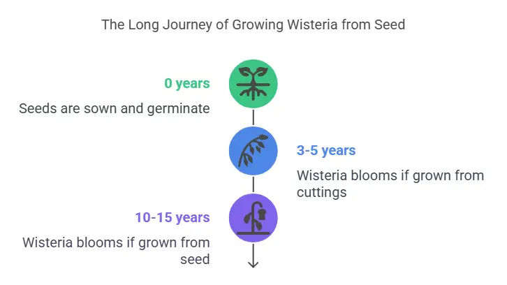 growing wisteria from seed