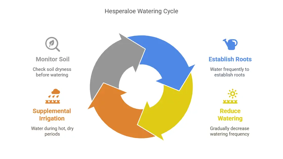 hesperaloe parviflora yellow Watering Cycle