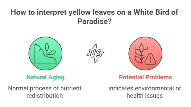 white bird of paradise care